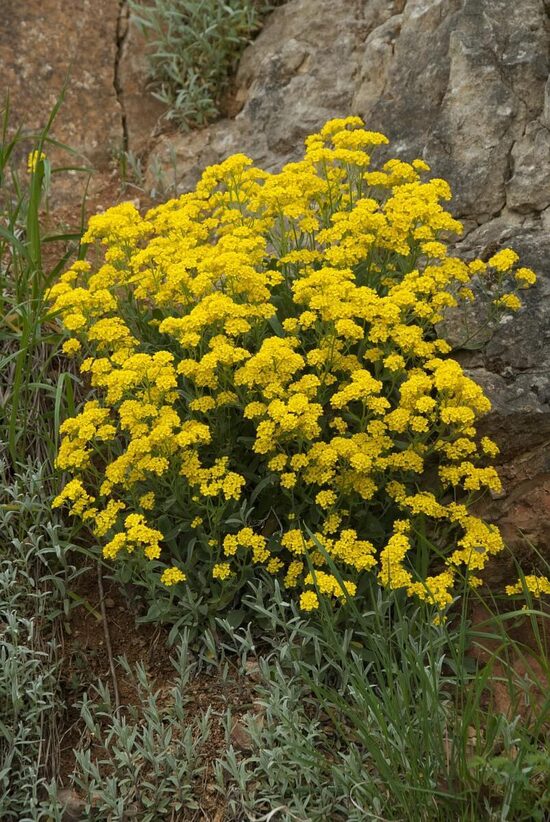 Klinšu alise (Alyssum montanum) 0,2g